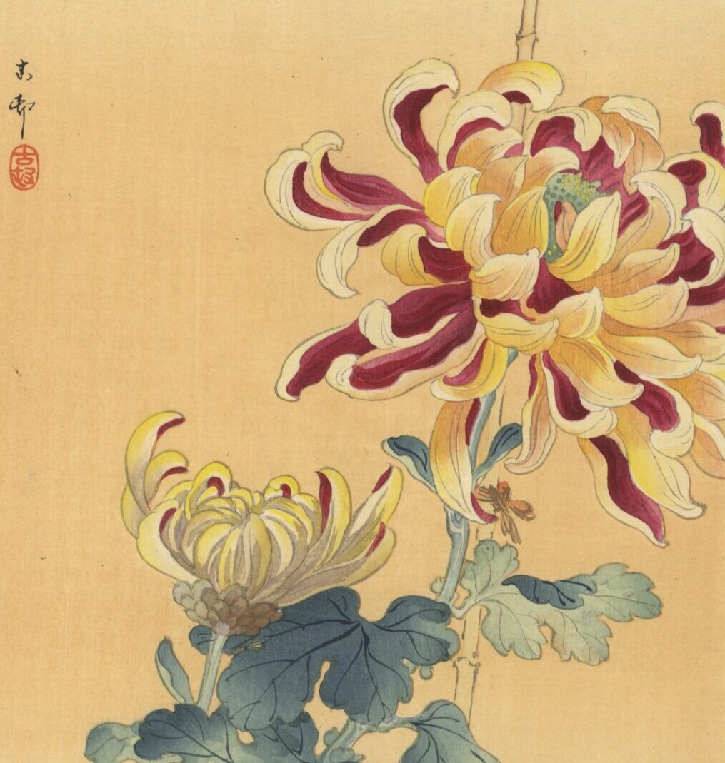 Koi fish and chrysanthemum tattoo by hand drawing  Stock Illustration  39791839  PIXTA