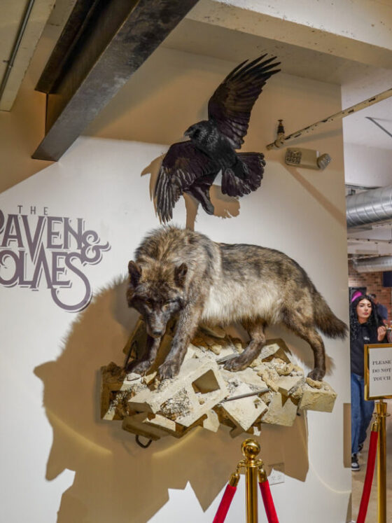 The Raven and The Wolves exhibition